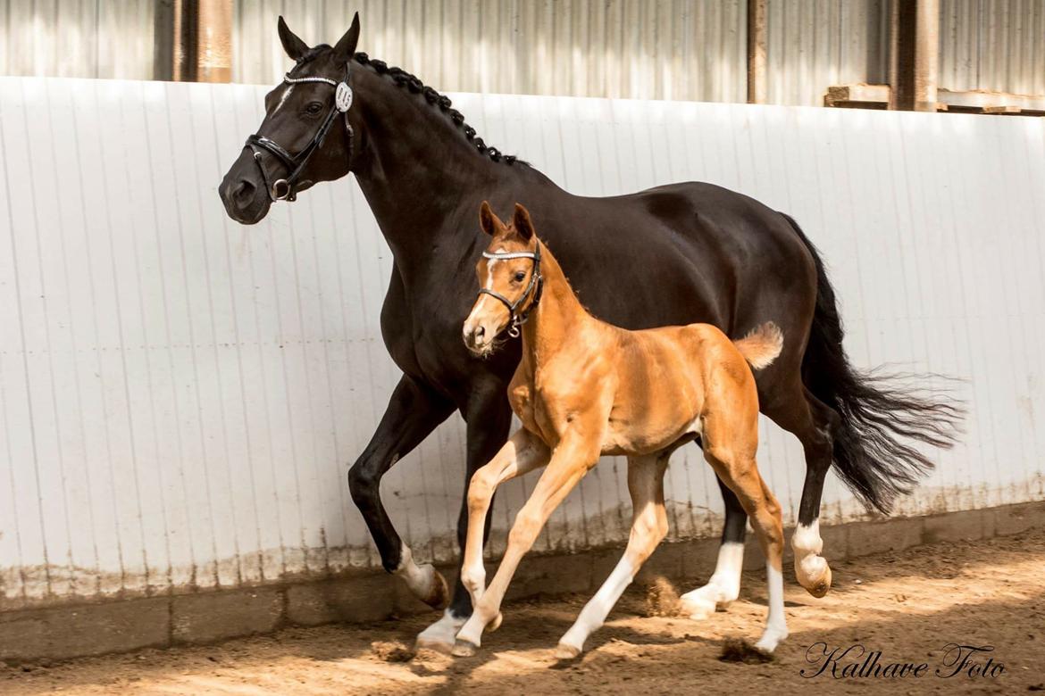Dansk Varmblod Søgaards Miss Vega billede 9