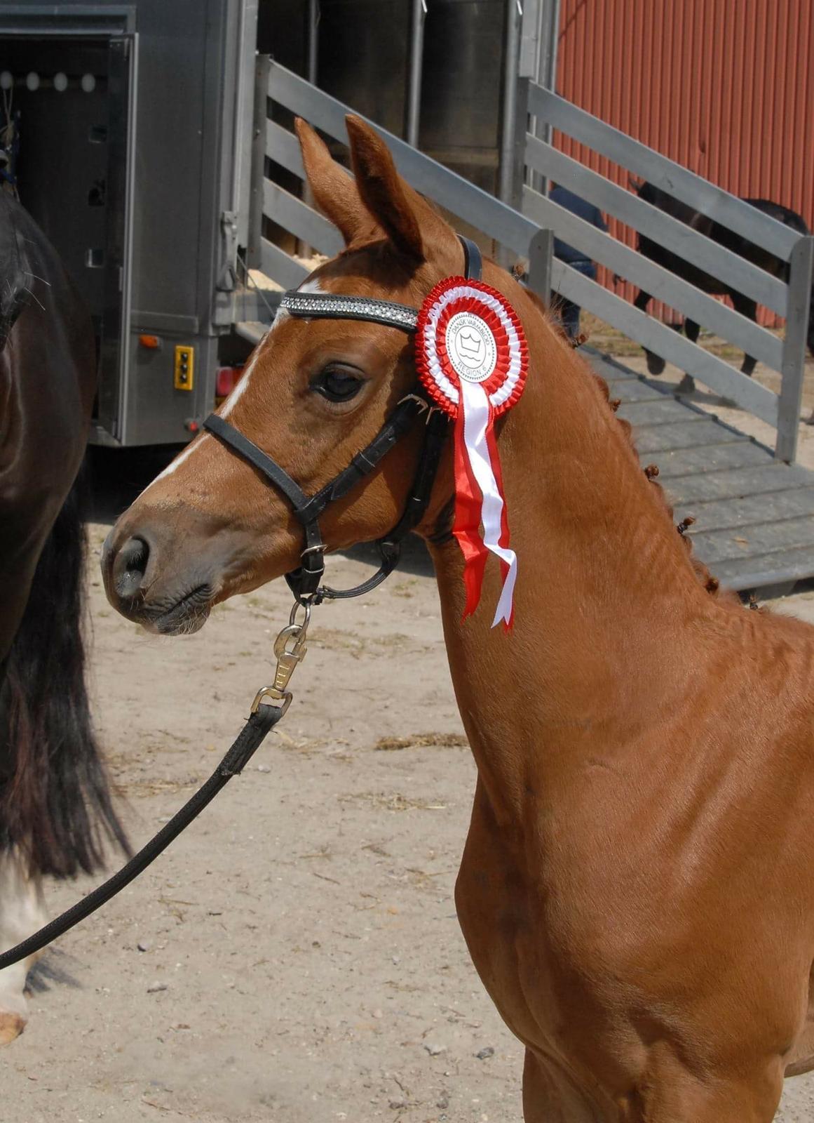 Dansk Varmblod Søgaards Miss Vega billede 10
