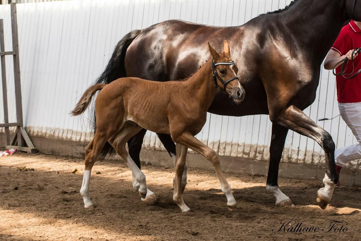 Dansk Varmblod Søgaards Miss Vega billede 7