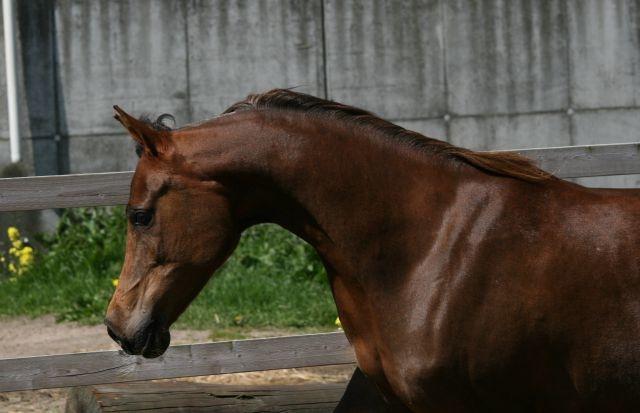 Arabisk fuldblod (OX) Maheba ox 3214 R.I.P 02-04-2019 billede 12