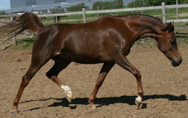 Arabisk fuldblod (OX) Maheba ox 3214 R.I.P 02-04-2019 billede 10