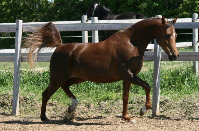 Arabisk fuldblod (OX) Maheba ox 3214 R.I.P 02-04-2019 billede 13