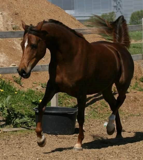 Arabisk fuldblod (OX) Maheba ox 3214 R.I.P 02-04-2019 billede 11