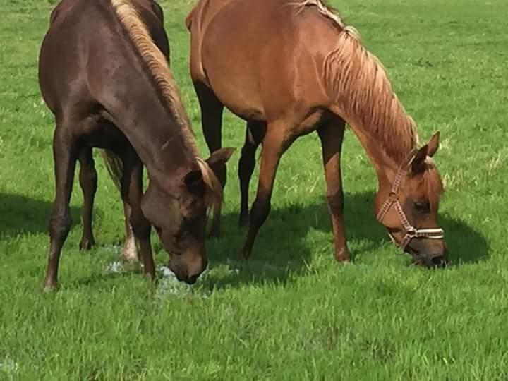 Arabisk fuldblod (OX) Maheba ox 3214 R.I.P 02-04-2019 billede 15