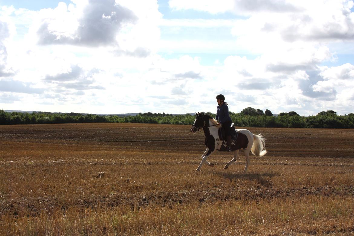 Lewitzer Olego - Tidl. hest billede 12