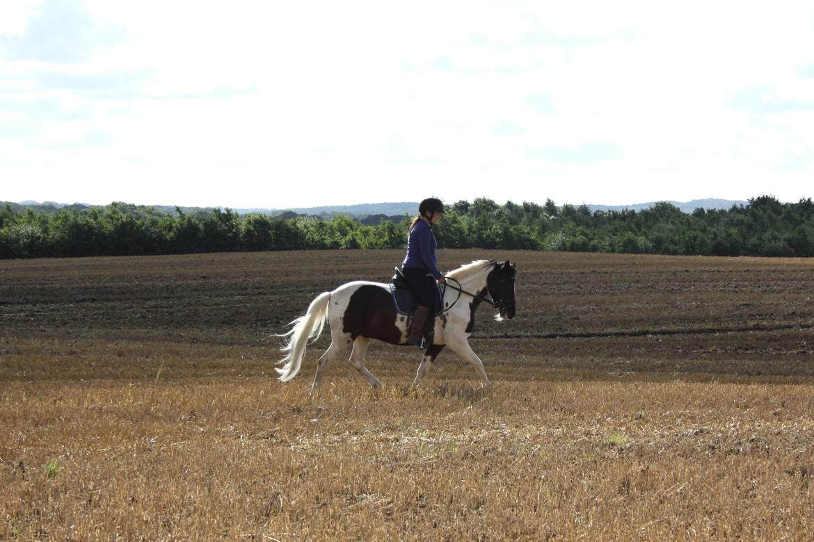 Lewitzer Olego - Tidl. hest billede 13