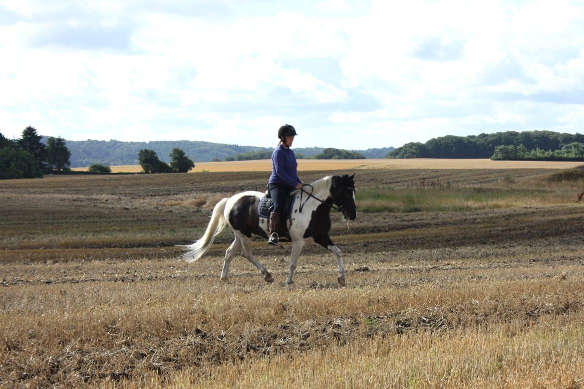 Lewitzer Olego - Tidl. hest billede 14