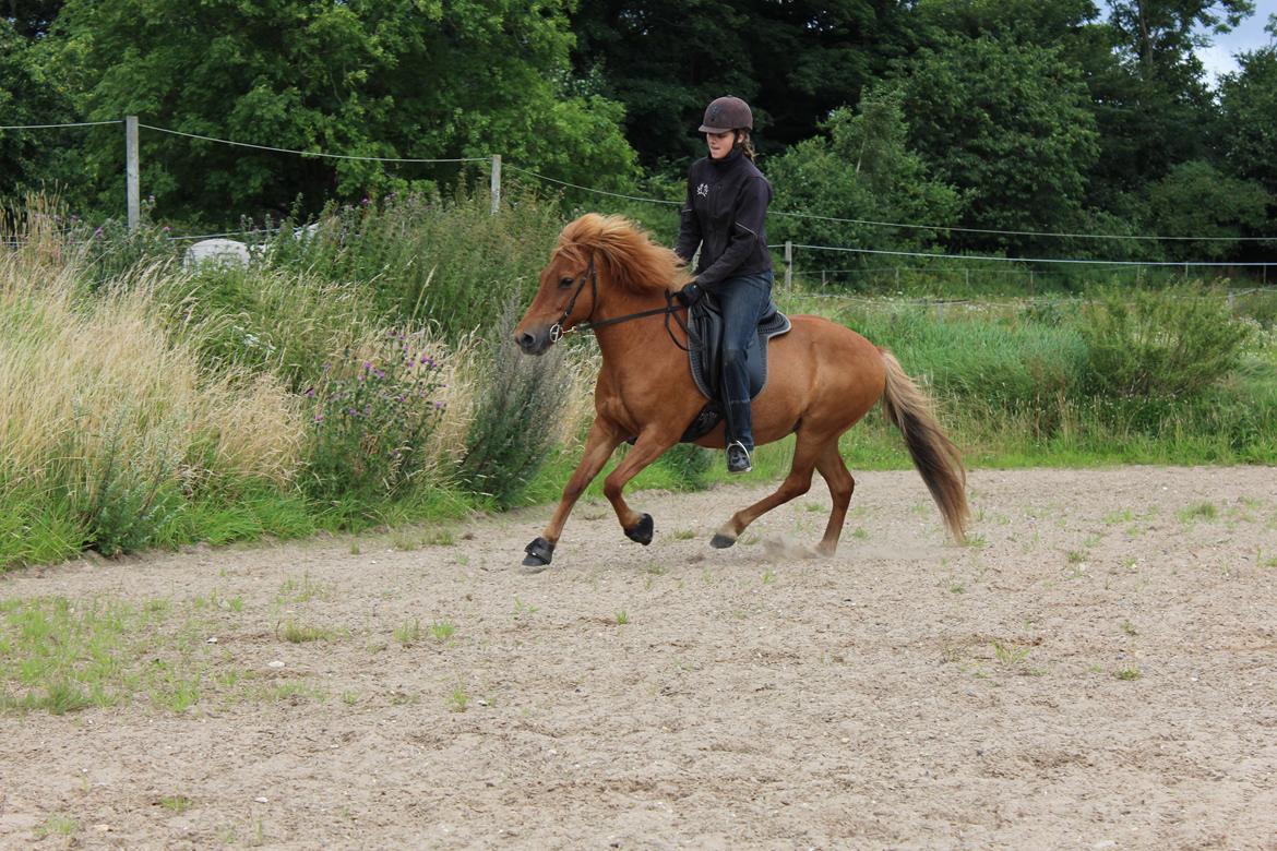 Islænder Röskva fra Dejbjerg - 28-07-17 billede 12