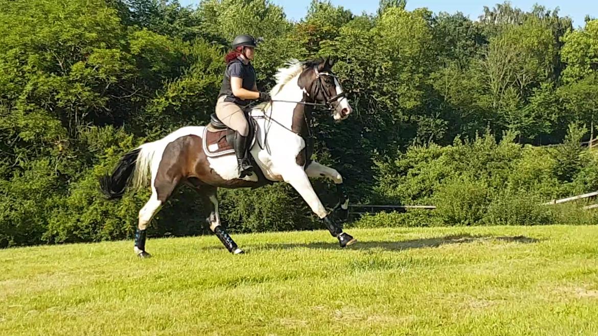 Pinto Bakkegaardens Montoya billede 9