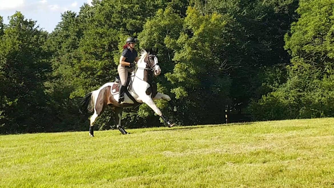 Pinto Bakkegaardens Montoya billede 20