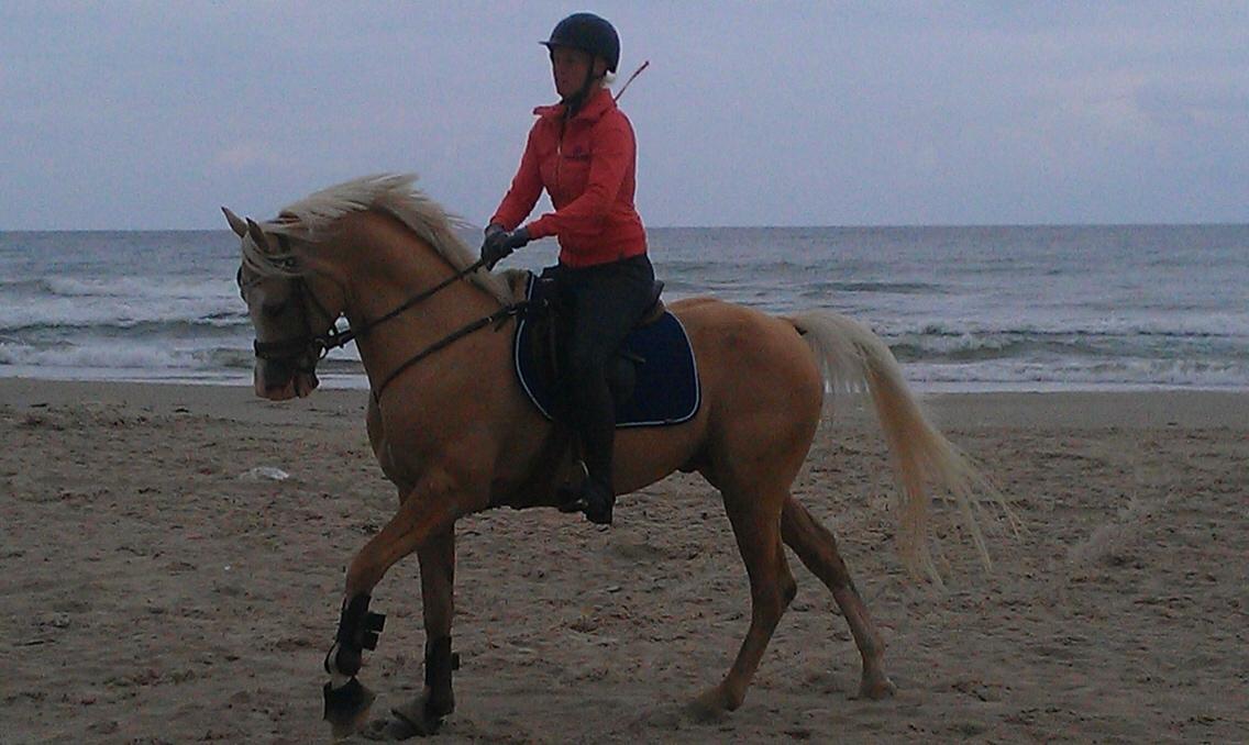 Palomino Shulay Gold Rush billede 22