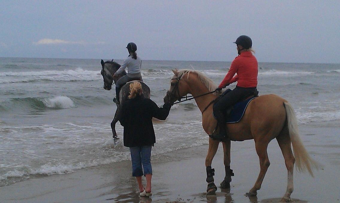 Palomino Shulay Gold Rush billede 26