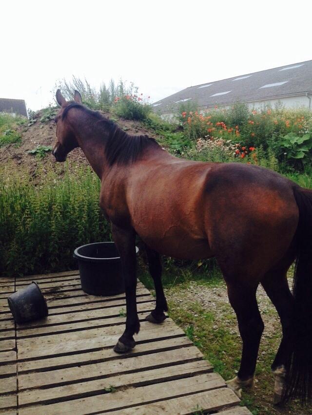 Anden særlig race Cypresgårdens Celina billede 1