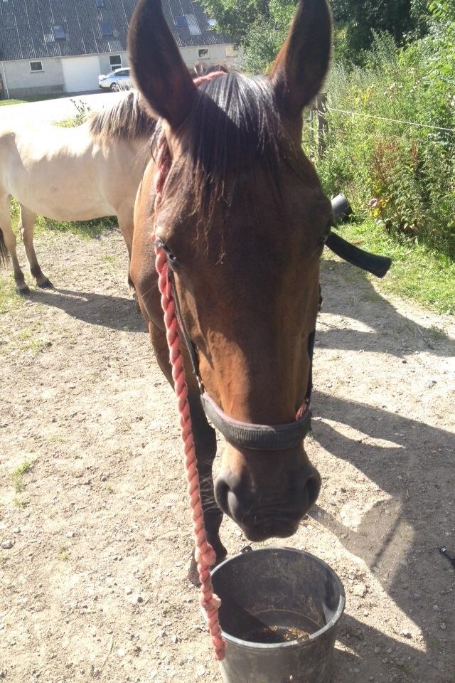 Anden særlig race Cypresgårdens Celina billede 7