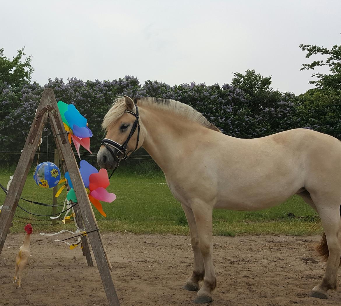 Fjordhest Stald Bæks Ameera billede 11