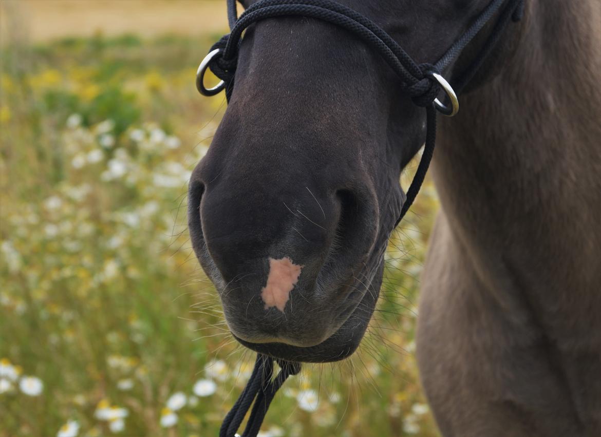 Anden særlig race Kida - 27 juli 2016 - Foto Mathilde Lundgreen billede 4