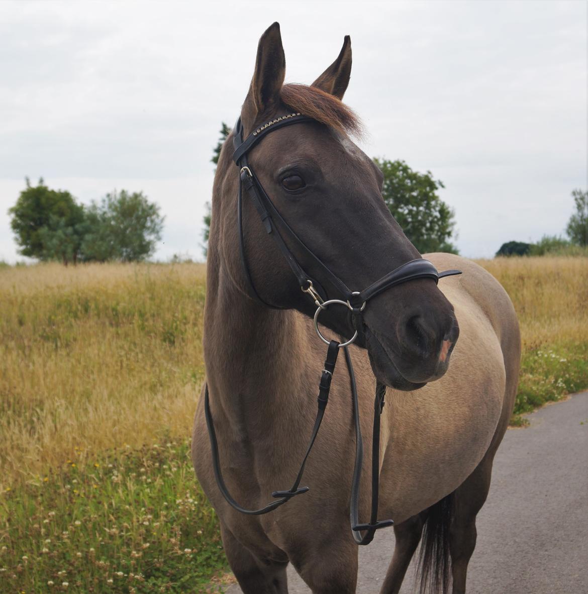 Anden særlig race Kida - 27 juli 2016 - Foto Mathilde Lundgreen  billede 2