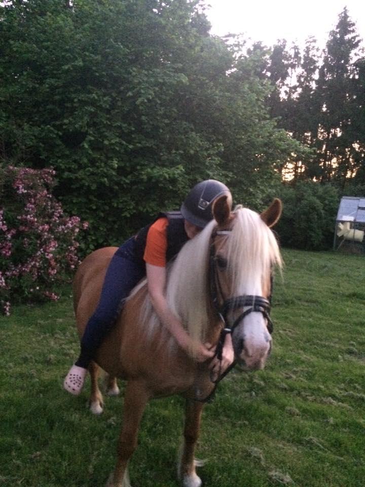 Haflinger Blondie - Min sidste tur på hende inden hun blev solgt :-( billede 2