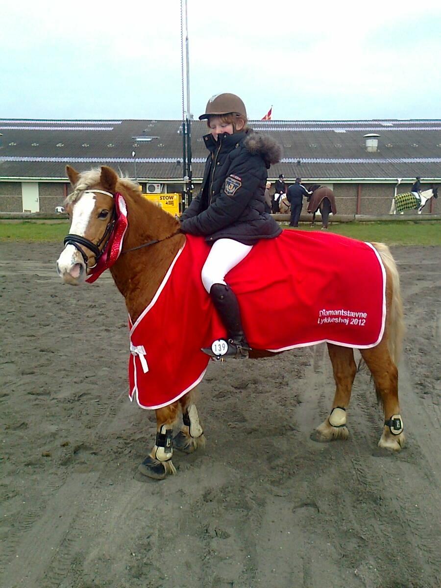 Haflinger Blondie billede 7