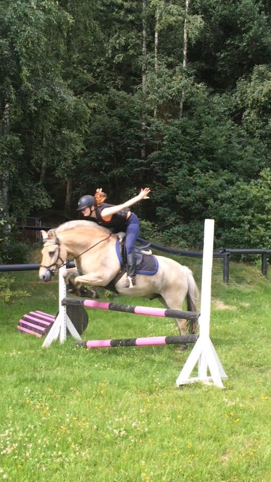 Fjordhest Micky (penti) billede 2