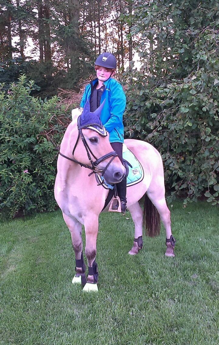 Fjordhest Micky (penti) billede 3