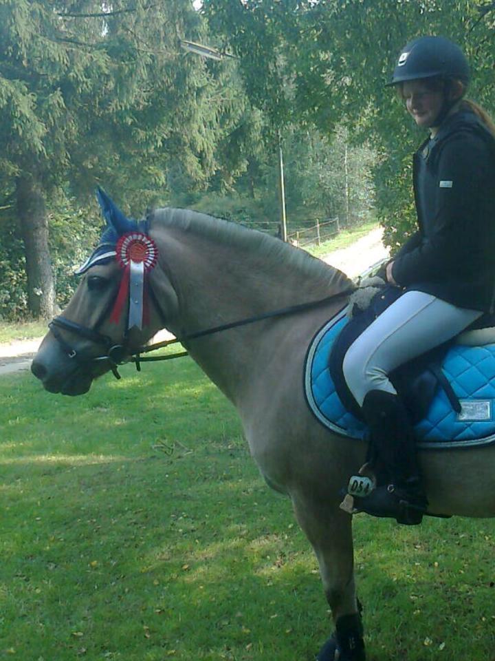 Fjordhest Micky (penti) billede 4