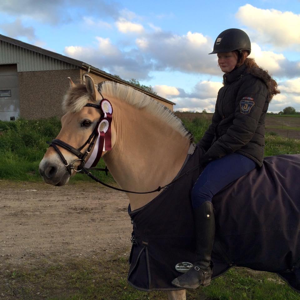 Fjordhest Micky (penti) billede 5