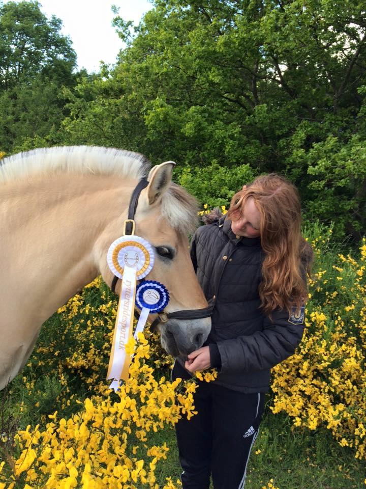 Fjordhest Micky (penti) billede 6