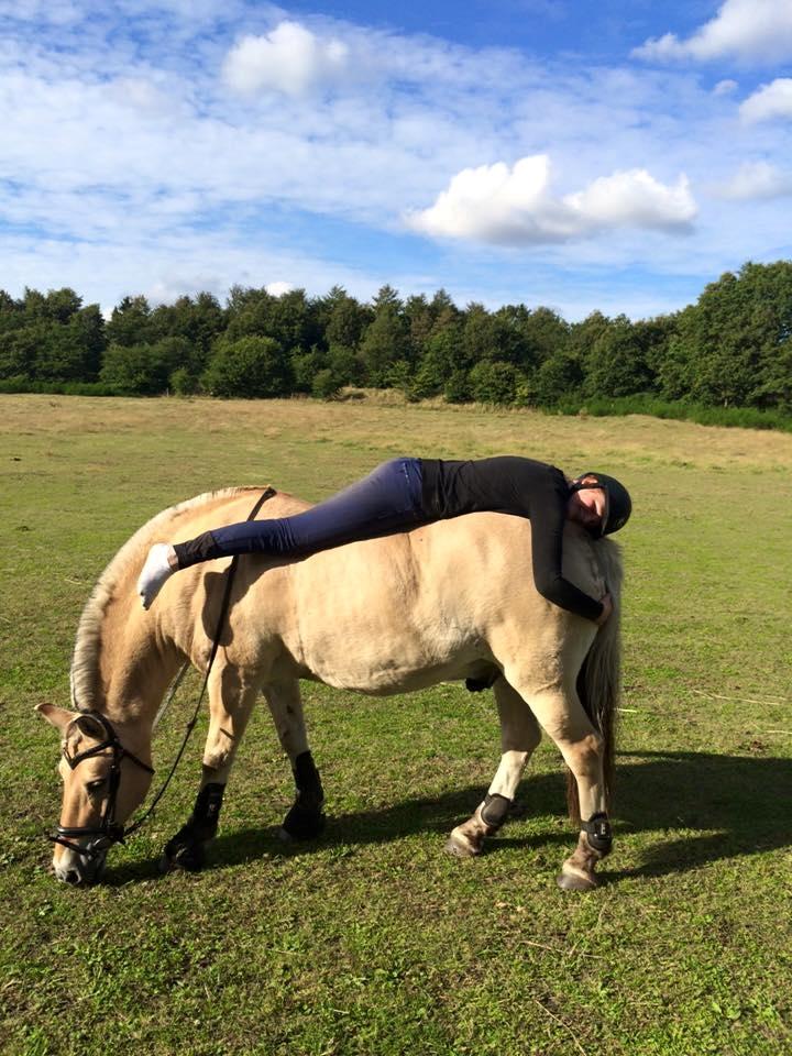 Fjordhest Micky (penti) billede 7