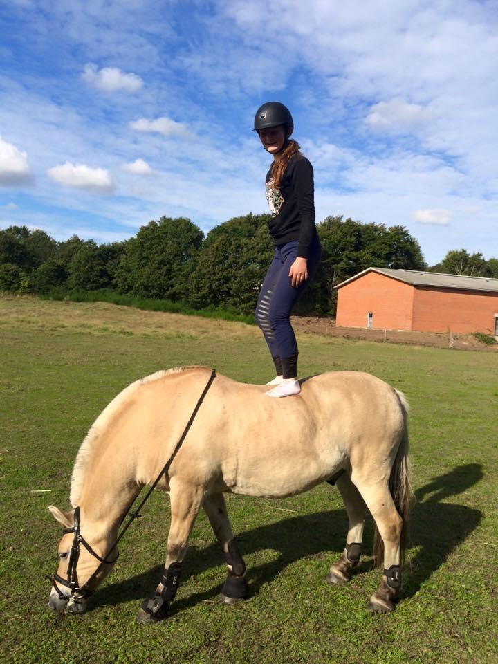 Fjordhest Micky (penti) billede 8