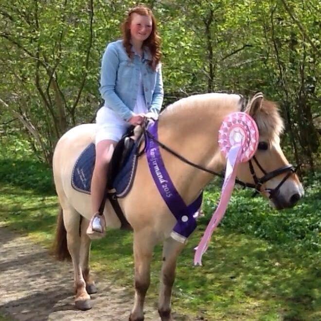 Fjordhest Micky (penti) billede 10