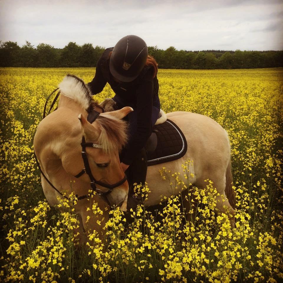 Fjordhest Micky (penti) billede 1