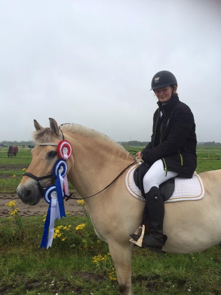 Fjordhest Micky (penti) billede 11