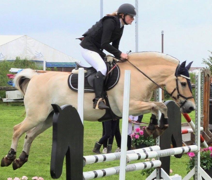 Fjordhest Micky (penti) billede 12