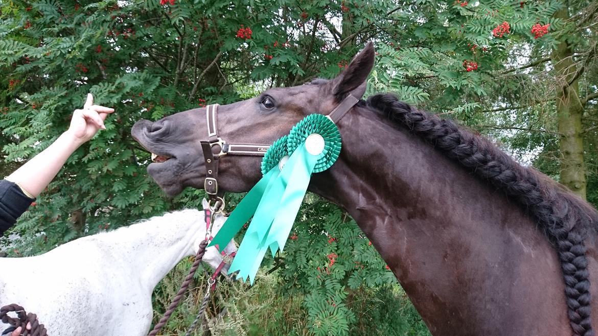 Frieser Ate fan'e Sânmar billede 4