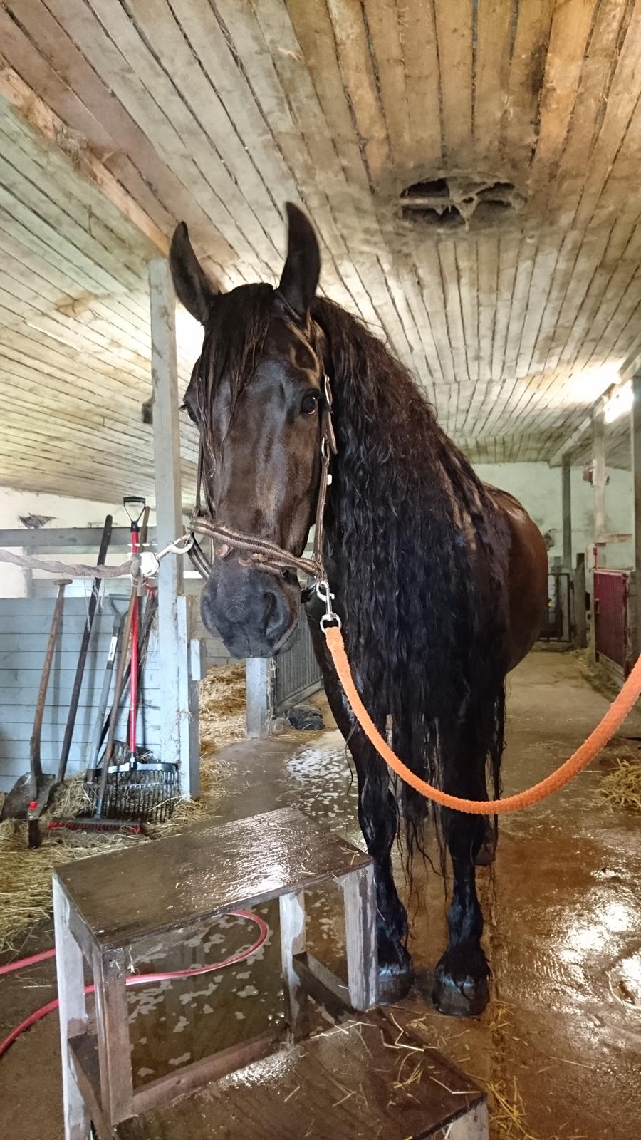 Frieser Ate fan'e Sânmar billede 8