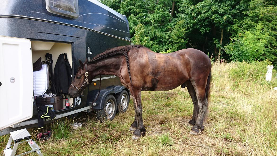 Frieser Ate fan'e Sânmar billede 7