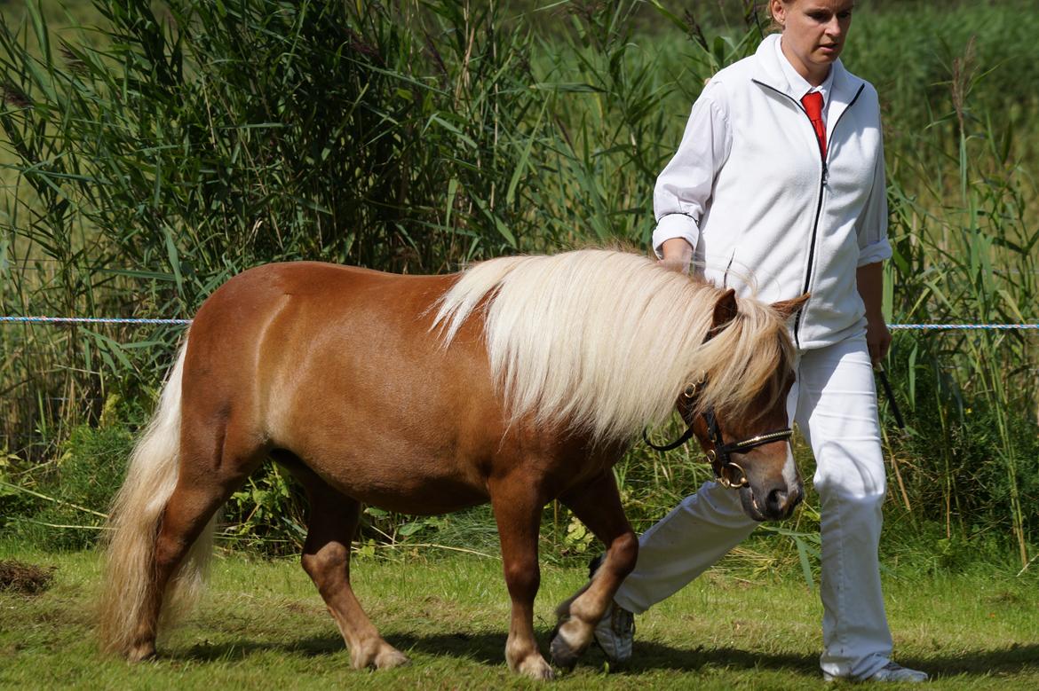 Shetlænder Hedens trine billede 1