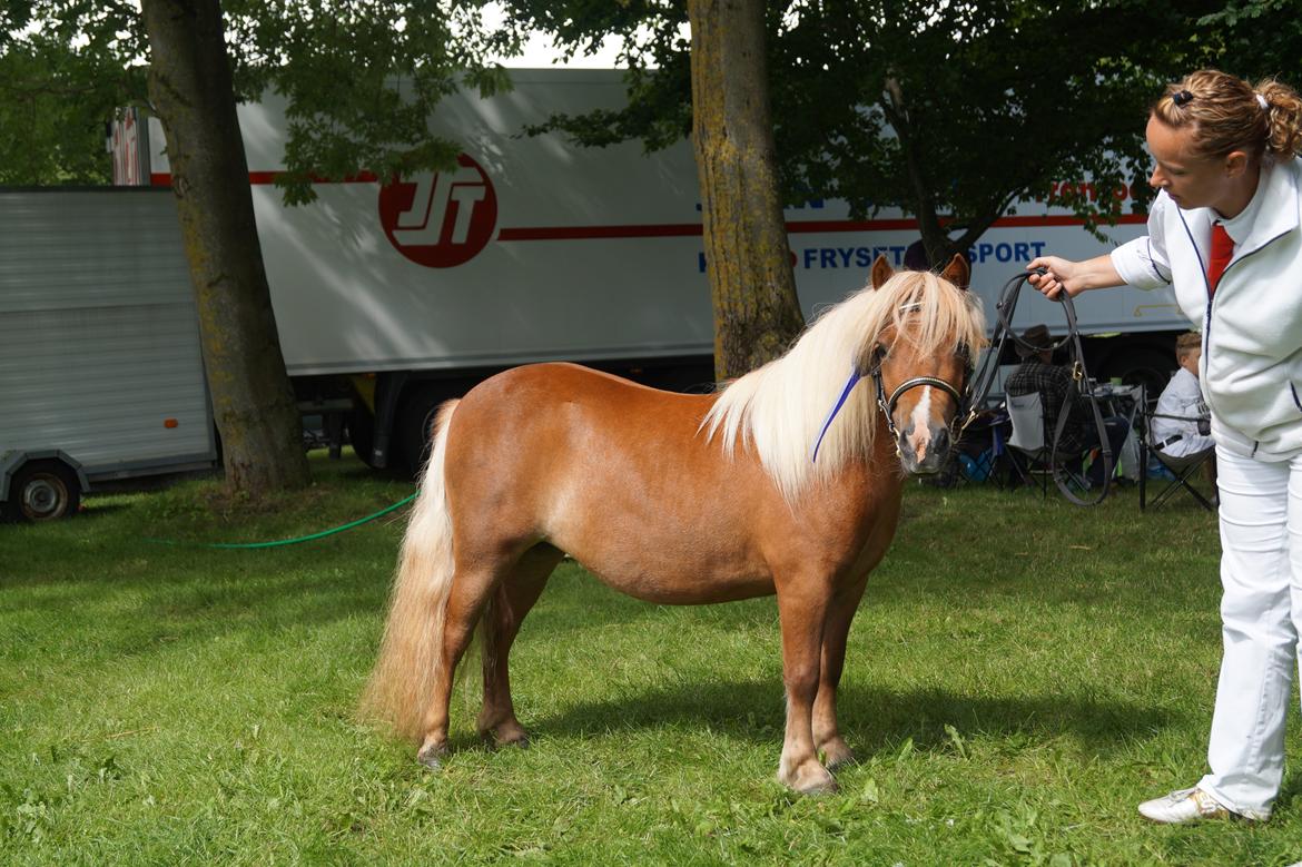 Shetlænder Hedens trine billede 3