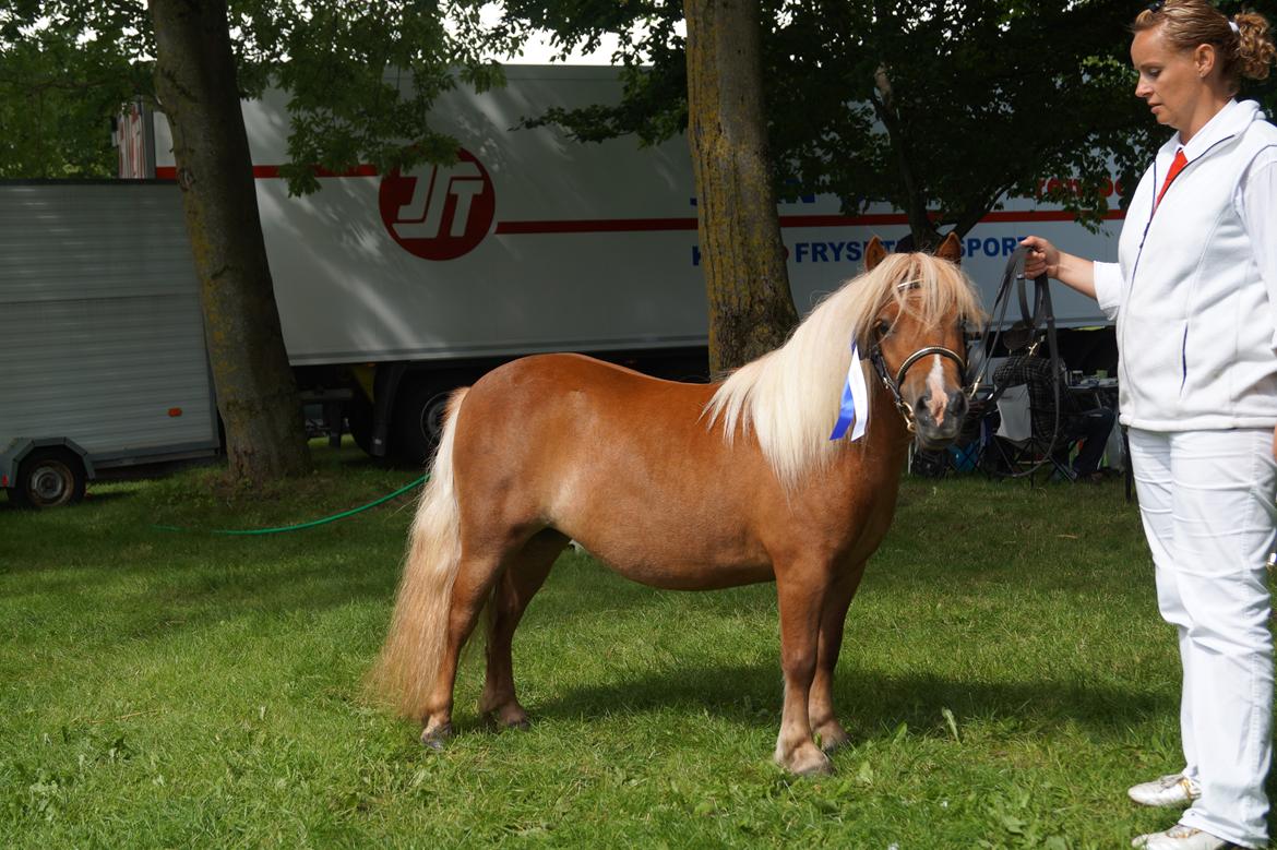 Shetlænder Hedens trine billede 2