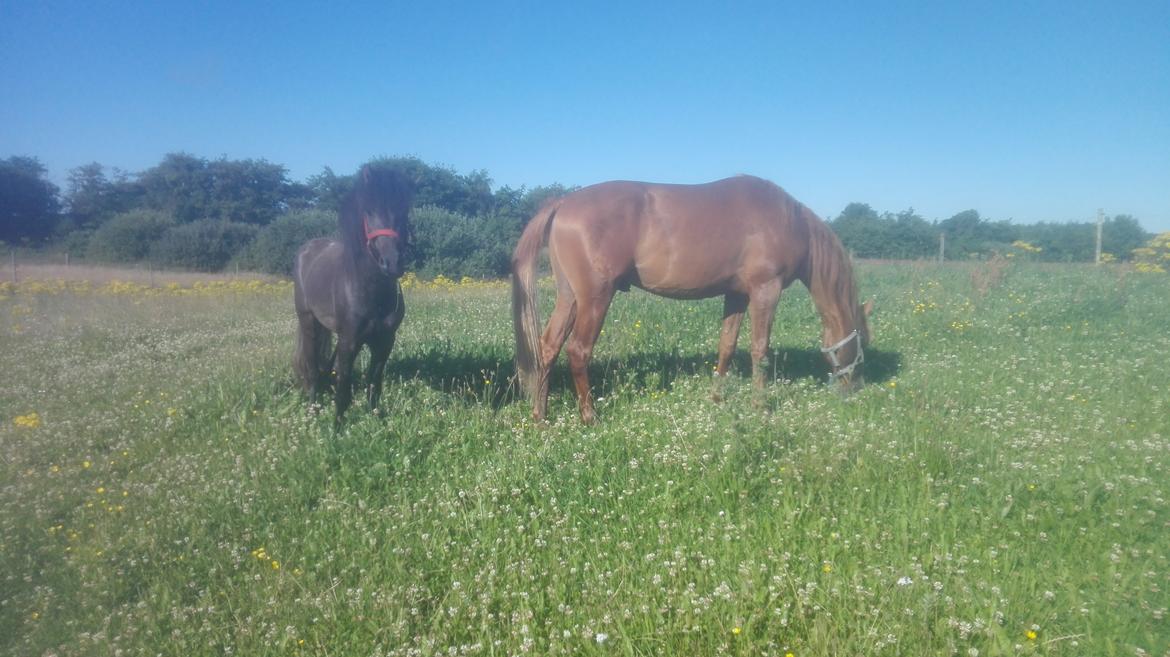 Arabisk fuldblod (OX) AWA Waseem billede 14