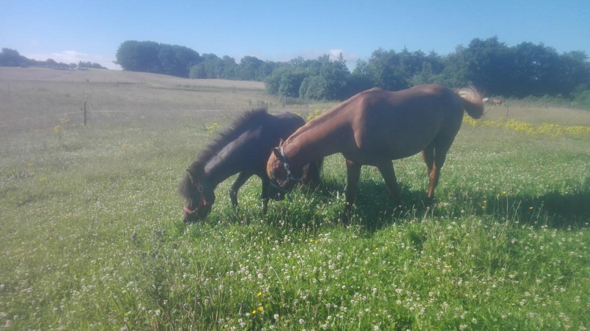 Arabisk fuldblod (OX) AWA Waseem billede 15