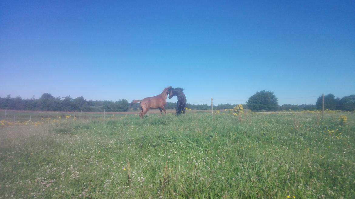 Arabisk fuldblod (OX) AWA Waseem billede 16