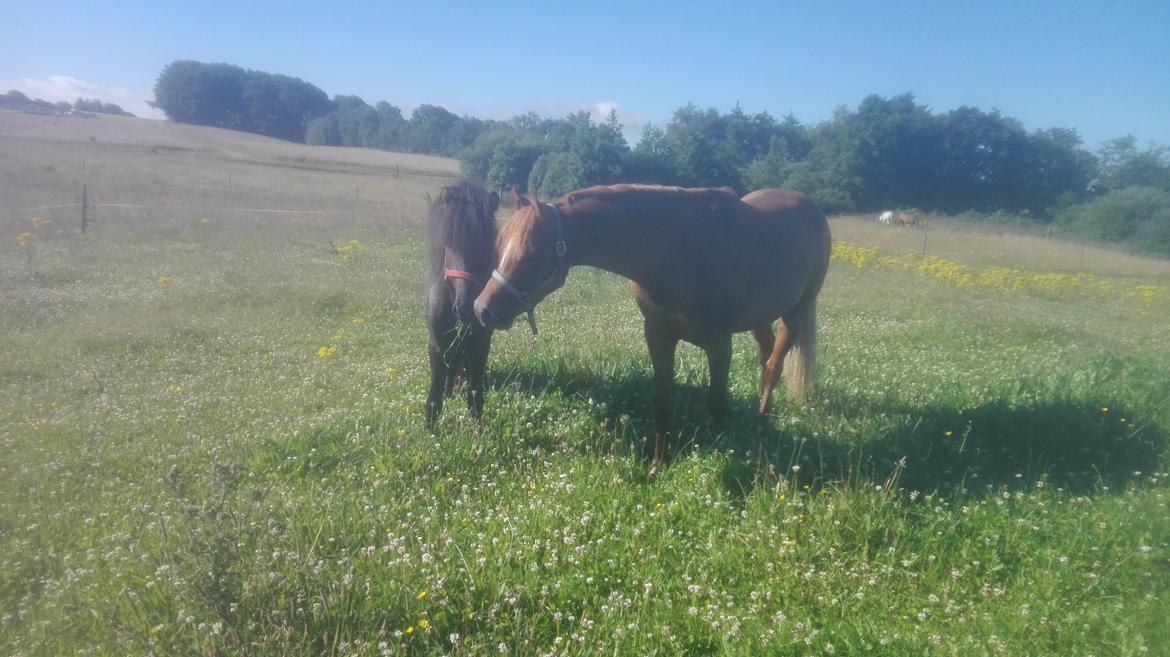 Arabisk fuldblod (OX) AWA Waseem billede 17