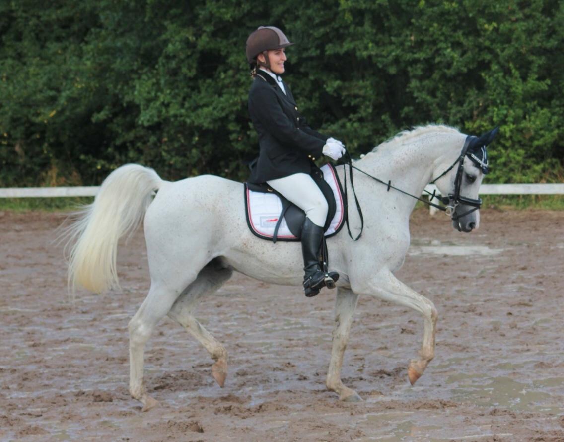 Arabisk fuldblod (OX) Ho-Cosmo billede 40