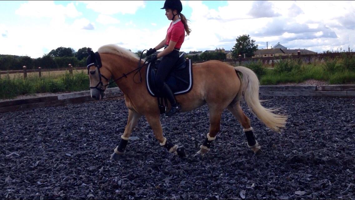 Haflinger Kløv's paxi billede 4