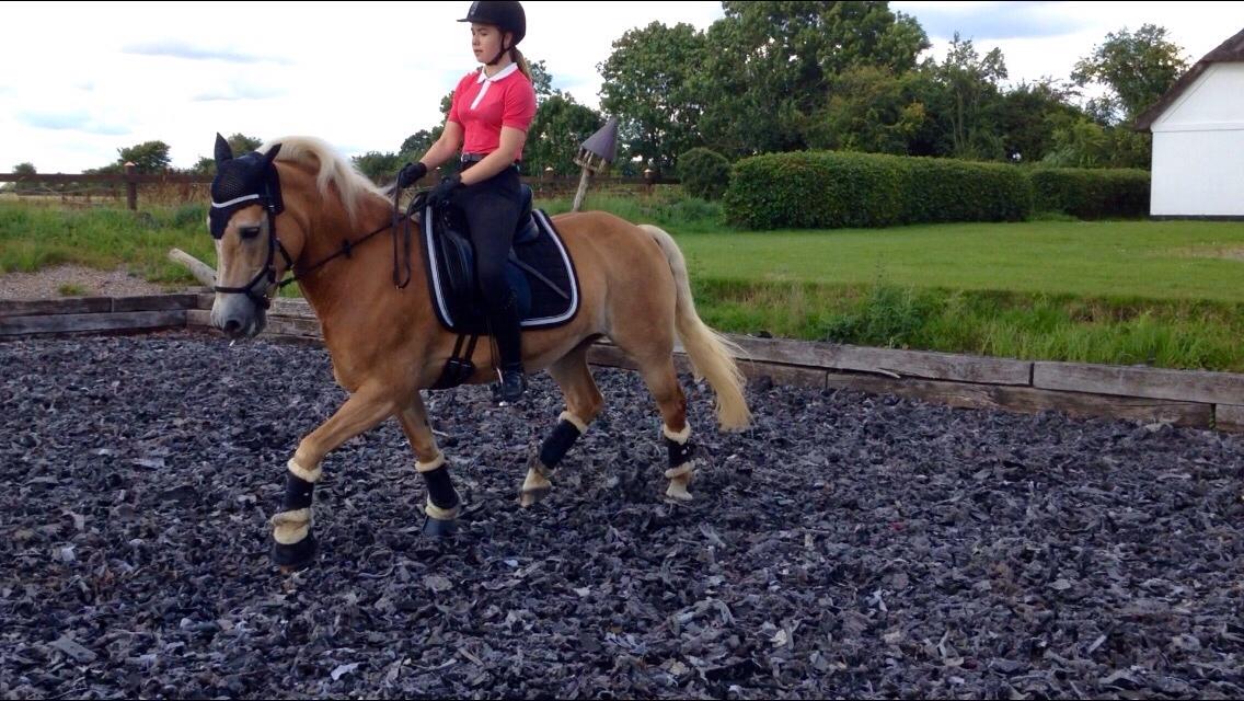 Haflinger Kløv's paxi billede 3