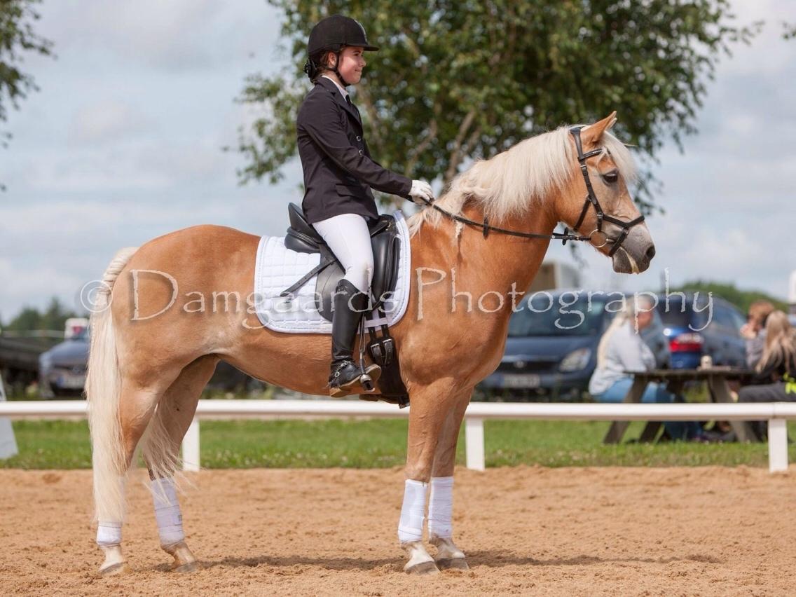 Haflinger Kløv's paxi billede 5