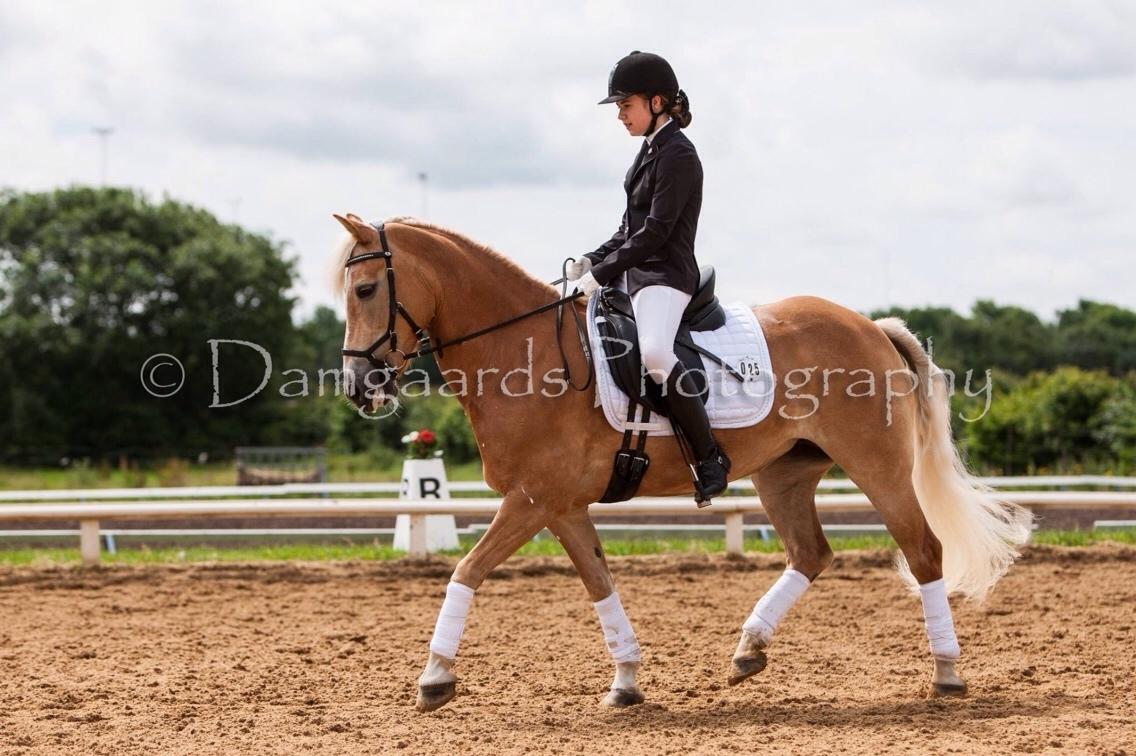 Haflinger Kløv's paxi billede 6