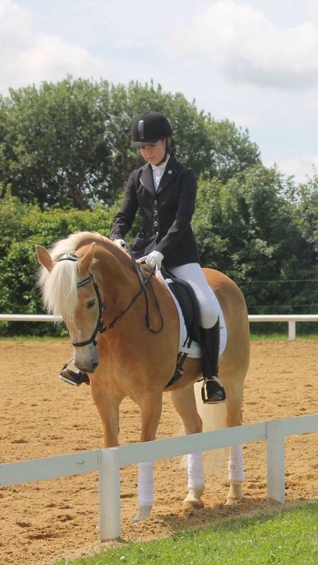 Haflinger Kløv's paxi billede 7